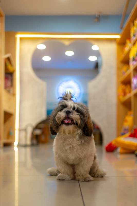 A Shih Tzu sitting on the shiny floor of the Pet’s Haveli shop, a lit arched doorway behind
