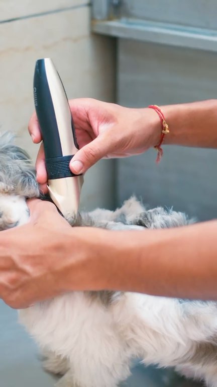A Shih Tzu being trimmed and washed at Pet’s Haveli